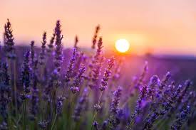 Image result for Lavendel