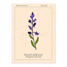 Attēlu rezultāti vaicājumam “Polygala amarella leaf”