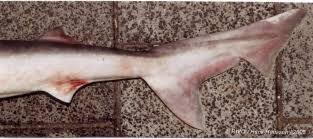 Image result for Galeorhinus galeus