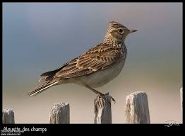 Attēlu rezultāti vaicājumam “Alauda arvensis adult”