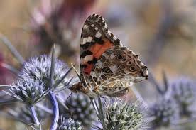 Attēlu rezultāti vaicājumam “Vanessa cardui upperside”