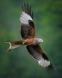 Image result for Milvus milvus