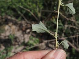 Attēlu rezultāti vaicājumam “Atriplex calotheca leaf”