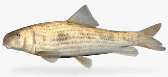 Image result for Minytrema melanops