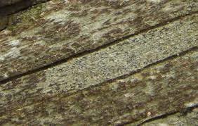 Attēlu rezultāti vaicājumam “Xylographa paralella”