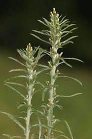 Attēlu rezultāti vaicājumam “Gnaphalium sylvaticum flower”