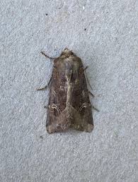 Attēlu rezultāti vaicājumam “Celaena leucostigma”