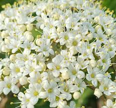 Attēlu rezultāti vaicājumam “Viburnum lantana”