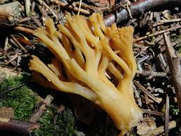 Attēlu rezultāti vaicājumam “Ramaria flava”