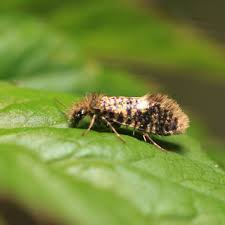 Attēlu rezultāti vaicājumam “Ypsolopha asperella”