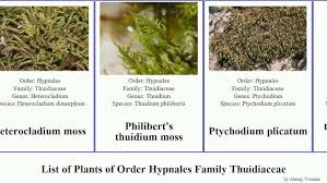 Attēlu rezultāti vaicājumam “Anomodon longifolius”