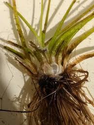 Attēlu rezultāti vaicājumam “Isoetes lacustris leaf”