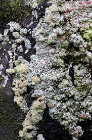 Attēlu rezultāti vaicājumam “Baeomyces rufus”