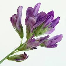 Attēlu rezultāti vaicājumam “Medicago x varia  flower”