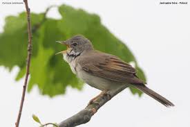 Attēlu rezultāti vaicājumam “Sylvia communis adult”