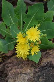 Attēlu rezultāti vaicājumam “Sonchus”