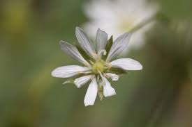Attēlu rezultāti vaicājumam “Stellaria longifolia flower”