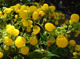Image result for Calceolaria integrifolia