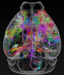 Image result for map of the brain