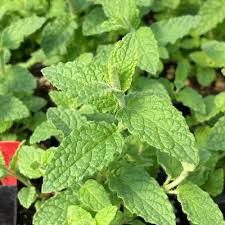 Attēlu rezultāti vaicājumam “Mentha spicata leaf”
