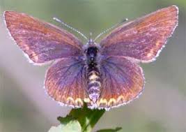 Attēlu rezultāti vaicājumam “Eumedonia eumedon”