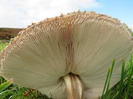 Attēlu rezultāti vaicājumam “Macrolepiota”