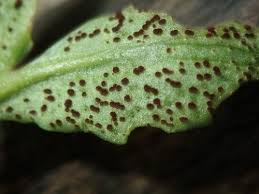 Attēlu rezultāti vaicājumam “Tranzschelia anemones”