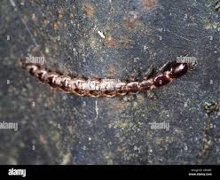 Attēlu rezultāti vaicājumam “Raphidia larva”