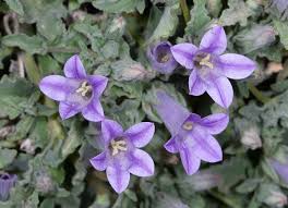 Image result for Campanula formanekiana