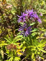 Attēlu rezultāti vaicājumam “Symphyotrichum novae-angliae flower”