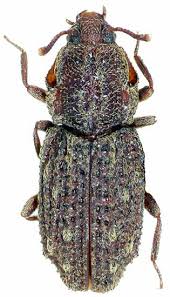 Attēlu rezultāti vaicājumam “Zopheridae”