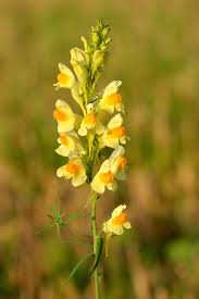 Image result for Linaria vulgaris