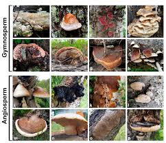 Attēlu rezultāti vaicājumam “Inonotus leporinus”