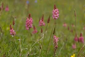 Image result for Onobrychis viciifolia