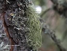 Attēlu rezultāti vaicājumam “Usnea hirta”