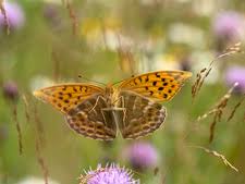 Attēlu rezultāti vaicājumam “Clossiana euphrosyne upperside”