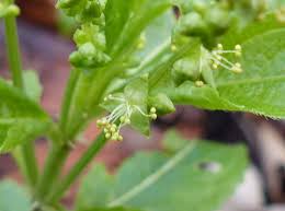 Attēlu rezultāti vaicājumam “Mercurialis perennis flower”