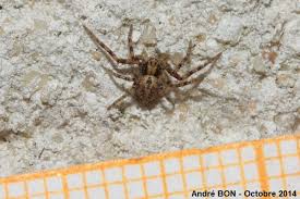 Attēlu rezultāti vaicājumam “Philodromus sp.”