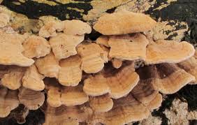 Attēlu rezultāti vaicājumam “Antrodia malicola”