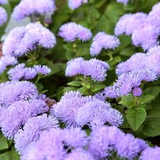 Image result for Leberbalsam