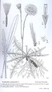 Attēlu rezultāti vaicājumam “Leontodon autumnalis  leaf”