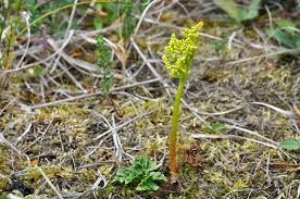 Attēlu rezultāti vaicājumam “Botrychium multifidum”