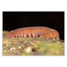 Attēlu rezultāti vaicājumam “Mucronella subtilis”