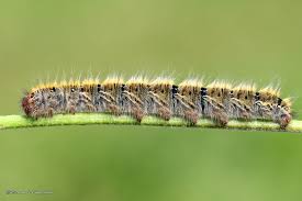 Attēlu rezultāti vaicājumam “Lasiocampa trifolii”