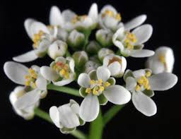 Attēlu rezultāti vaicājumam “Teesdalia nudicaulis”