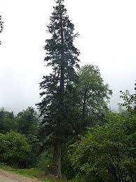 Attēlu rezultāti vaicājumam “Abies”