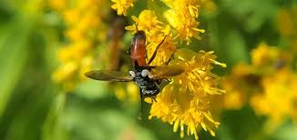 Attēlu rezultāti vaicājumam “Cylindromyia sp.”