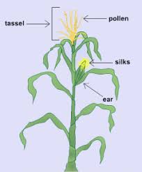 Attēlu rezultāti vaicājumam “Zea mays female flower”