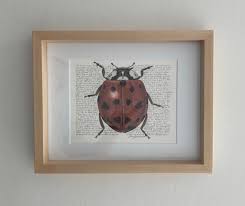 Attēlu rezultāti vaicājumam “Myrrha octodecimguttata”