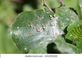 Attēlu rezultāti vaicājumam “Eriophyes laevis”
